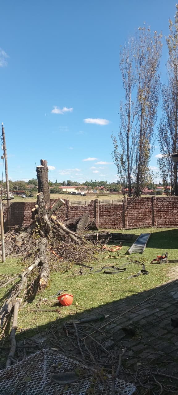 Mid-felling shot of tall tree in Birchleigh North