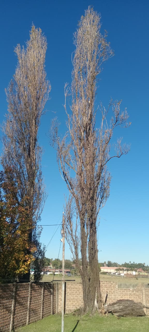 Mature poplar tree before removal in Birchleigh