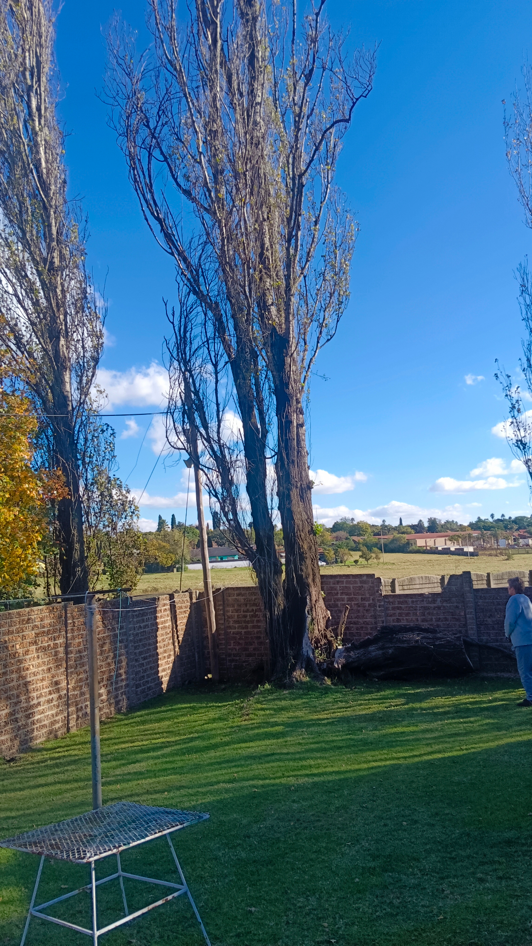 Trimming and shaping poplars in Birchleigh