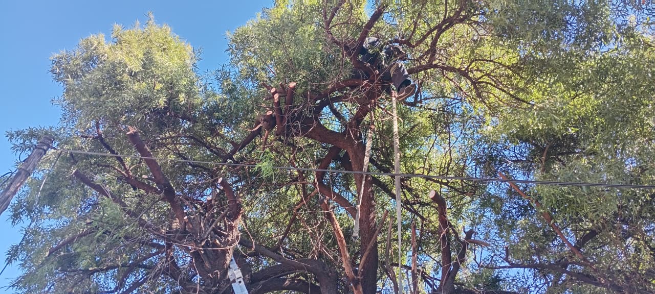 Sectional felling on a tight suburban stand in Eden Glen