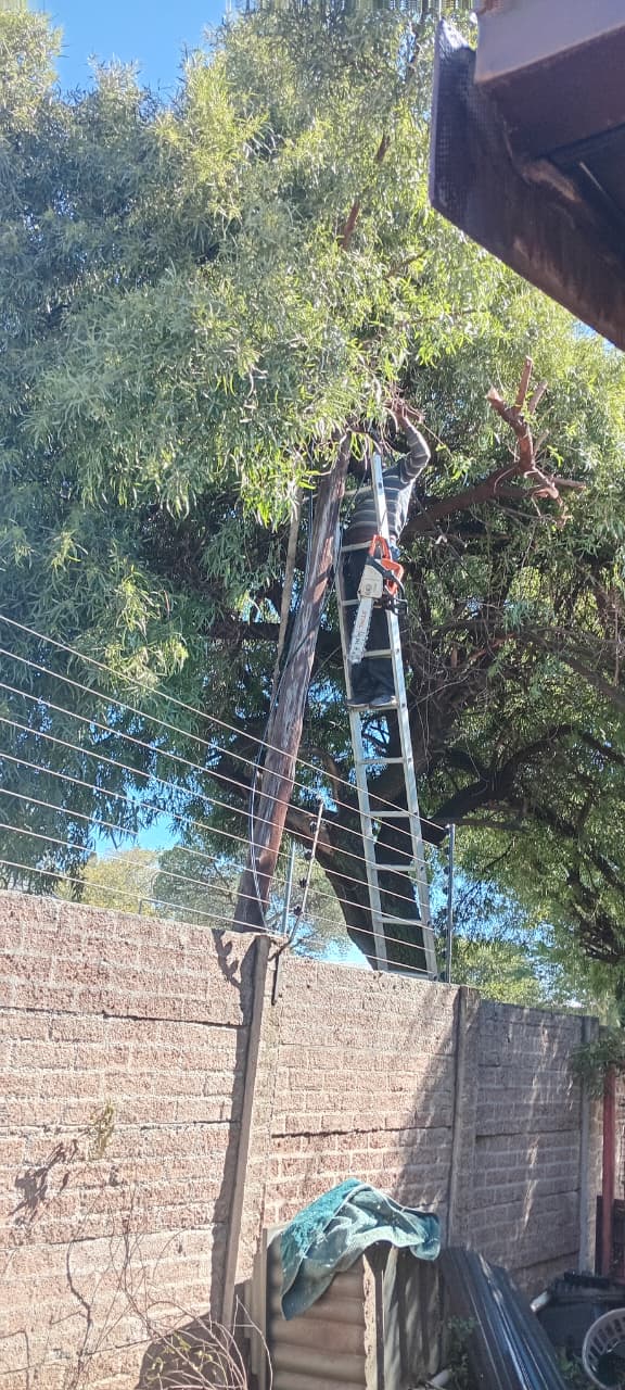 Climber cutting a leaning tree in Eden Glen