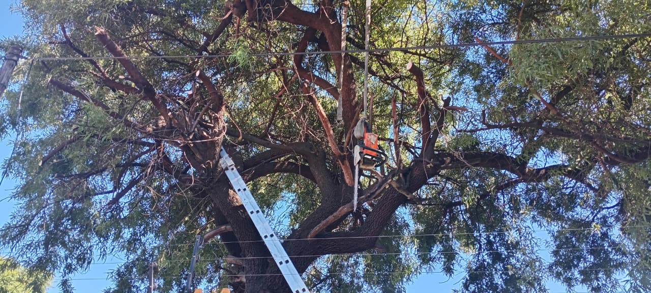 Trimming branches growing over a boundary fence in Eden Glen