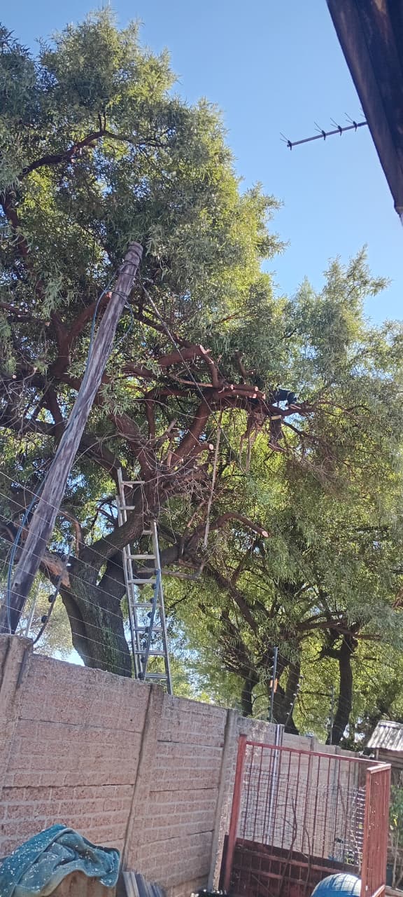 Crown pruning a large garden tree in Eden Glen