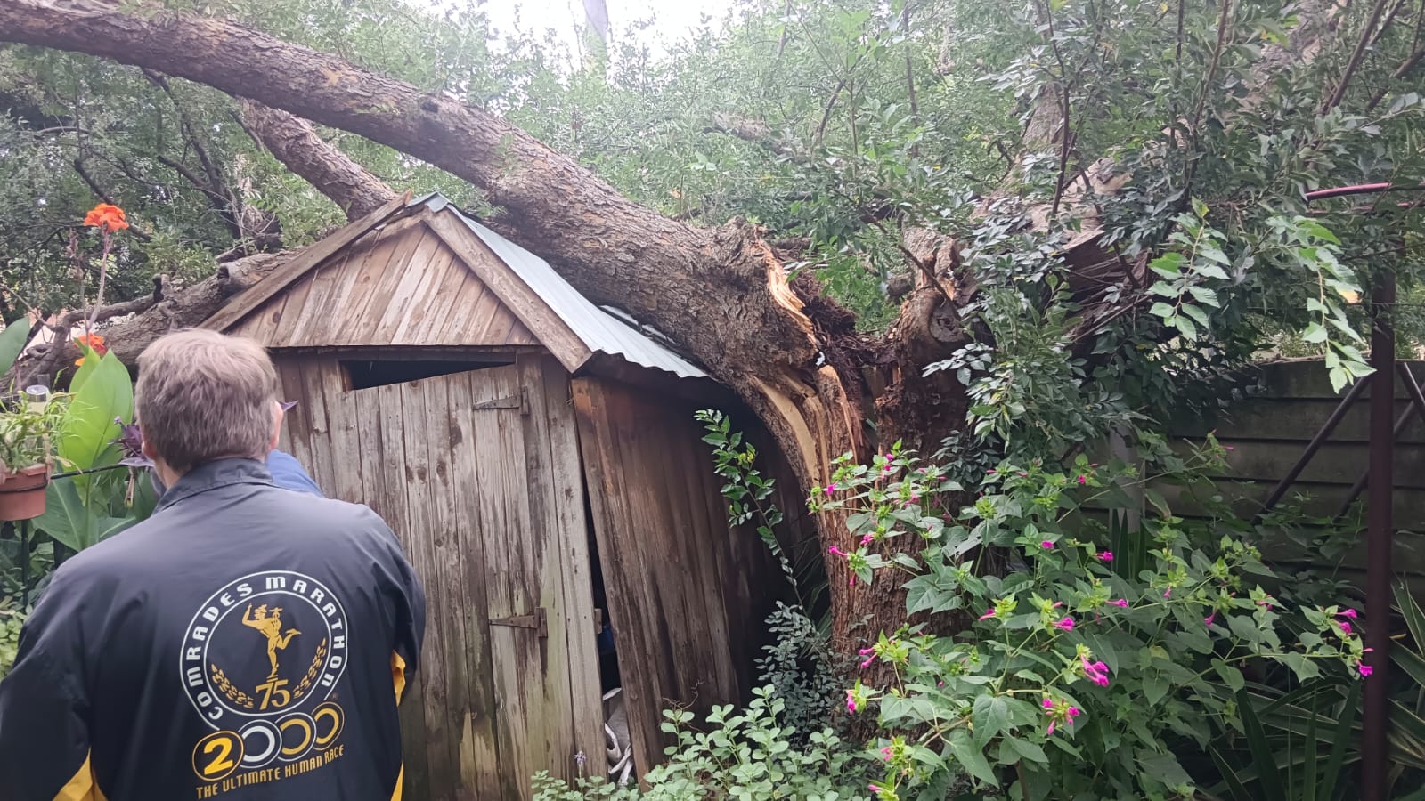 Storm-damaged tree fallen on garden shed
