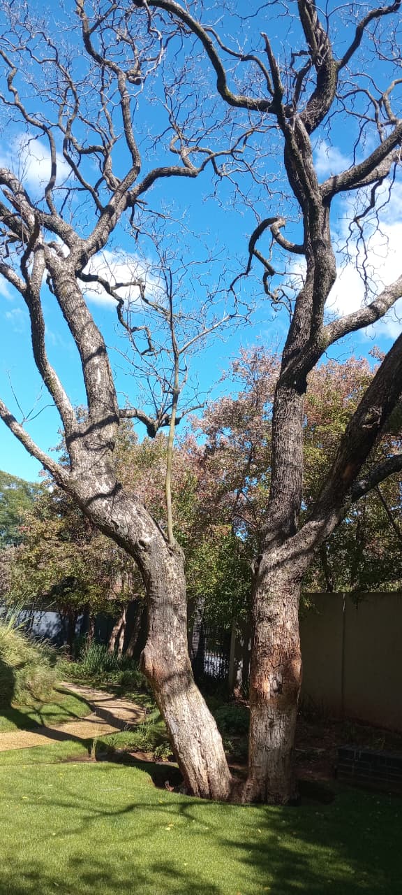 Removing a dry jacaranda in Houghton Estate