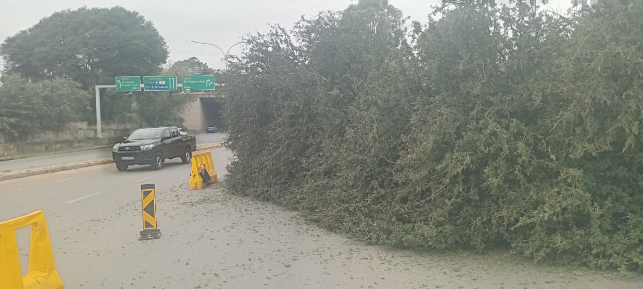 Storm-fallen tree blocking the road in Kempton Park