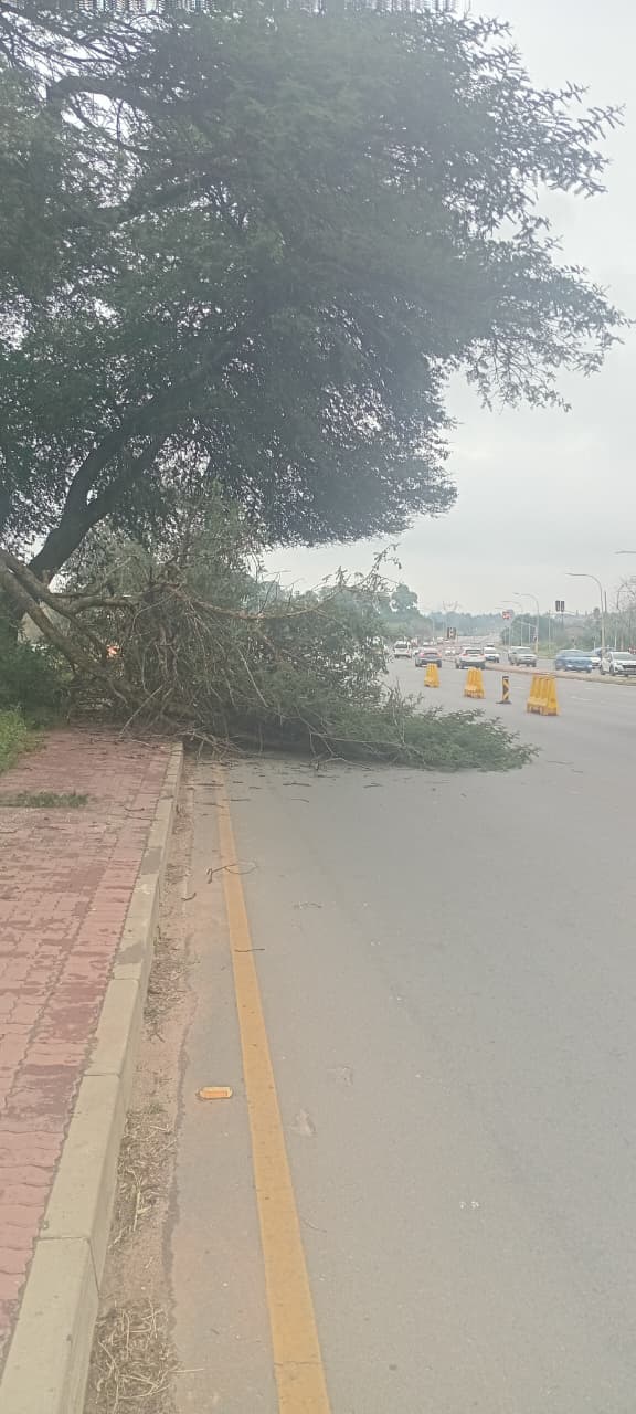 Commercial tree work at Builders Warehouse Kempton Park