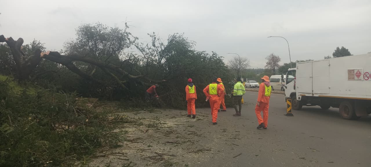 Felling crew working on a large tree in Kempton Park