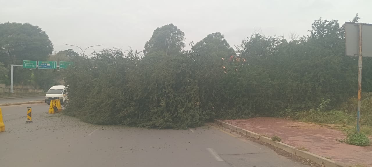 Tree maintenance at Festival Mall Kempton Park