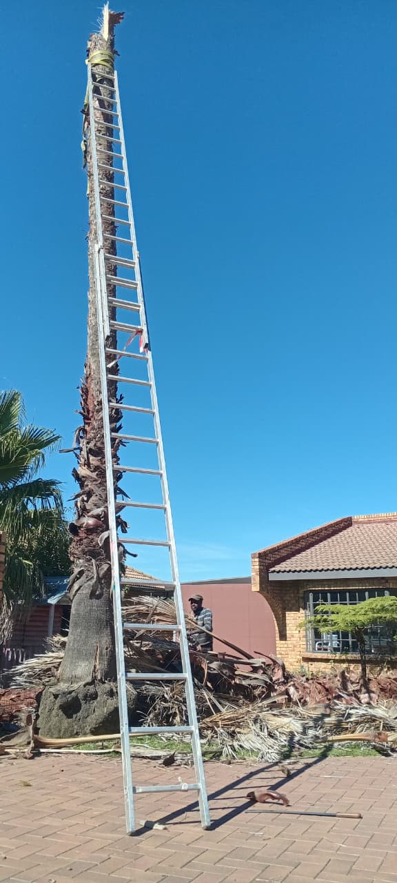 Cleaning a tall palm tree in Kempton Park