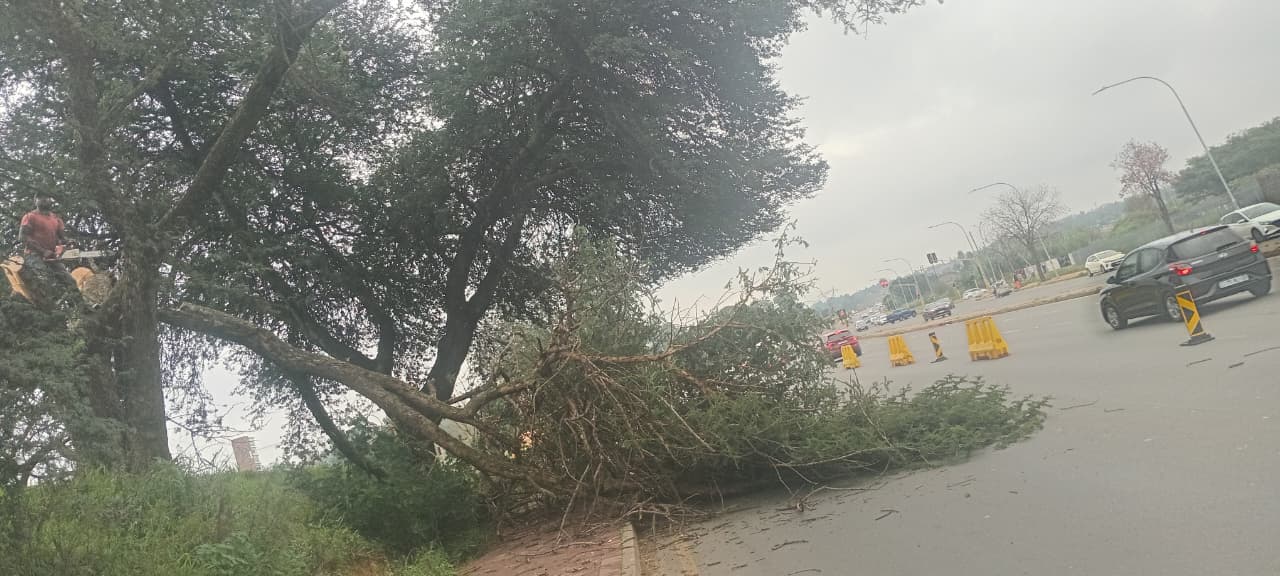 Roadside feller on a tall tree in Kempton Park