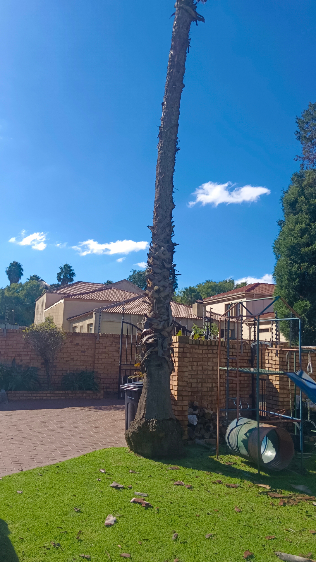 Tall Washingtonia palm before removal — Columbus Tree Felling