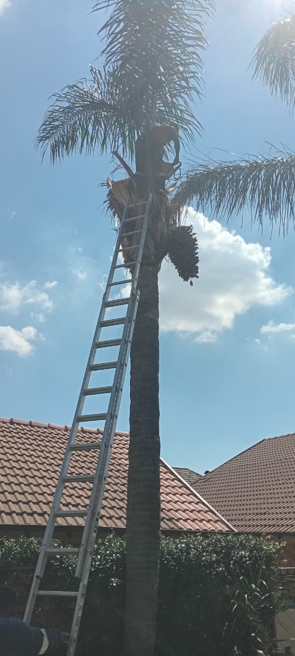Palm tree cleaning and seed pod removal