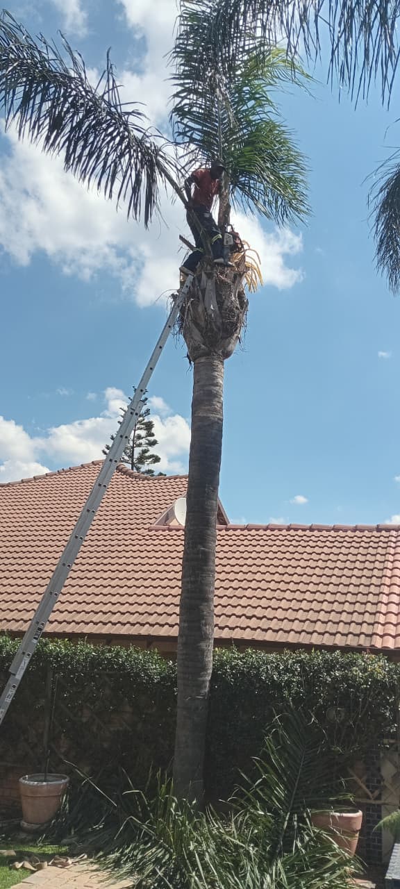 Palm tree pruning from rooftop access