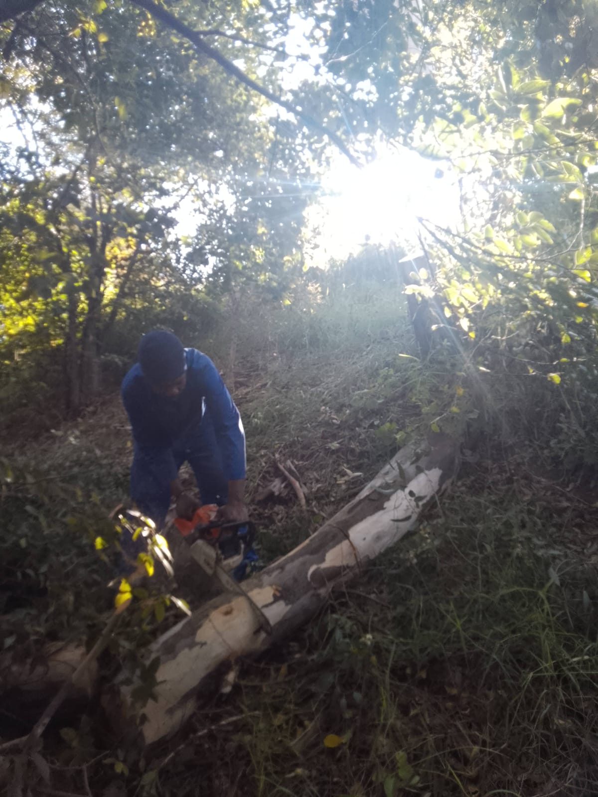 Emergency tree removal in Sandton