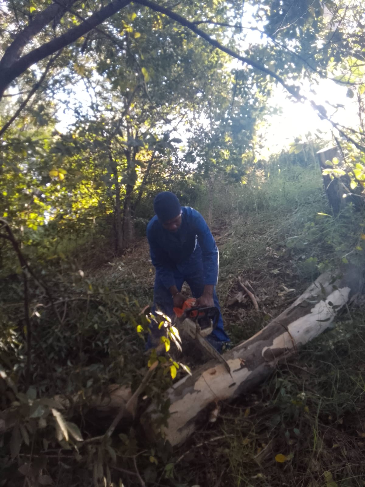 Tree felling on a Sandton property