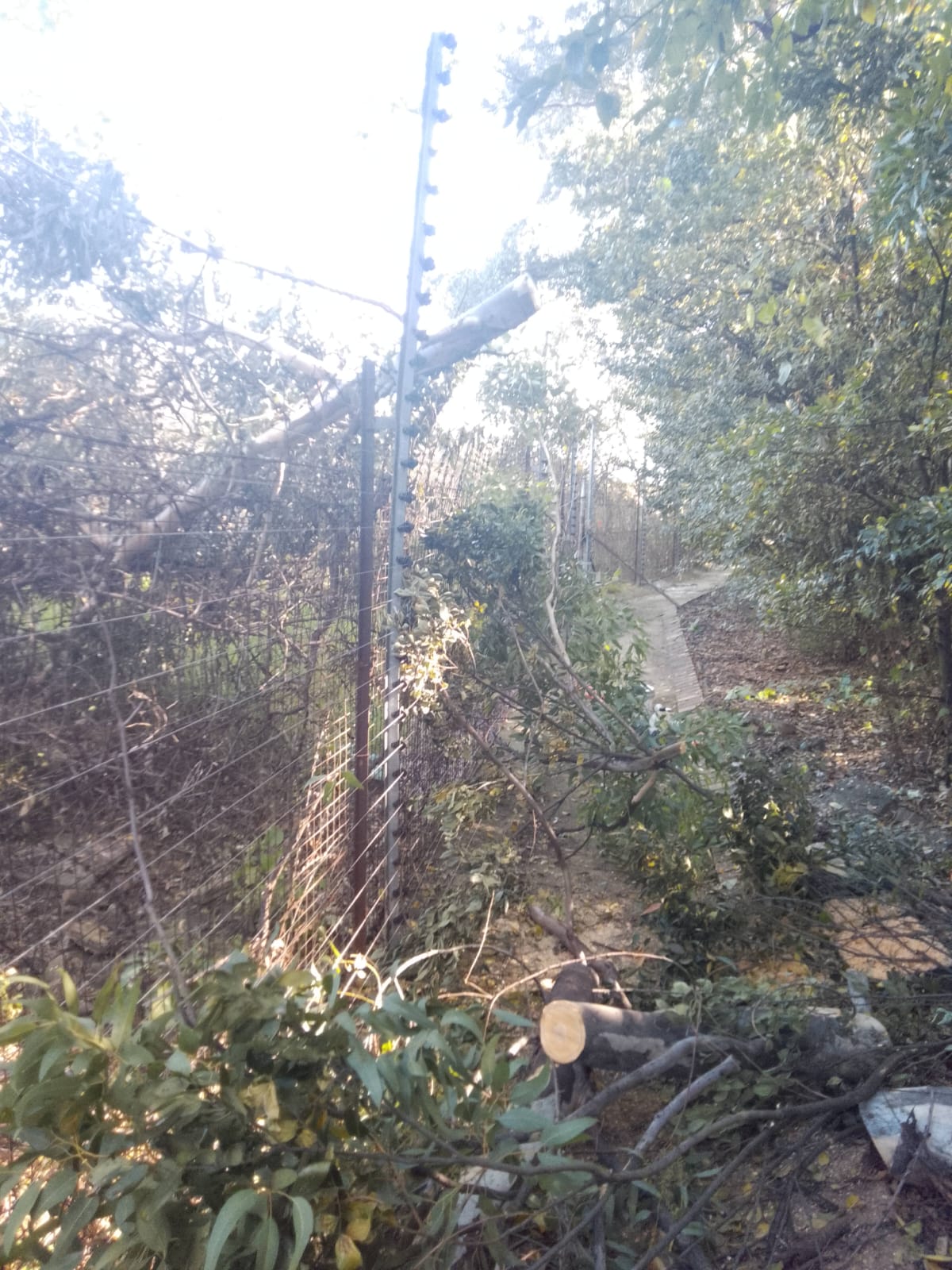 Tree pressed against perimeter fence in Sandton