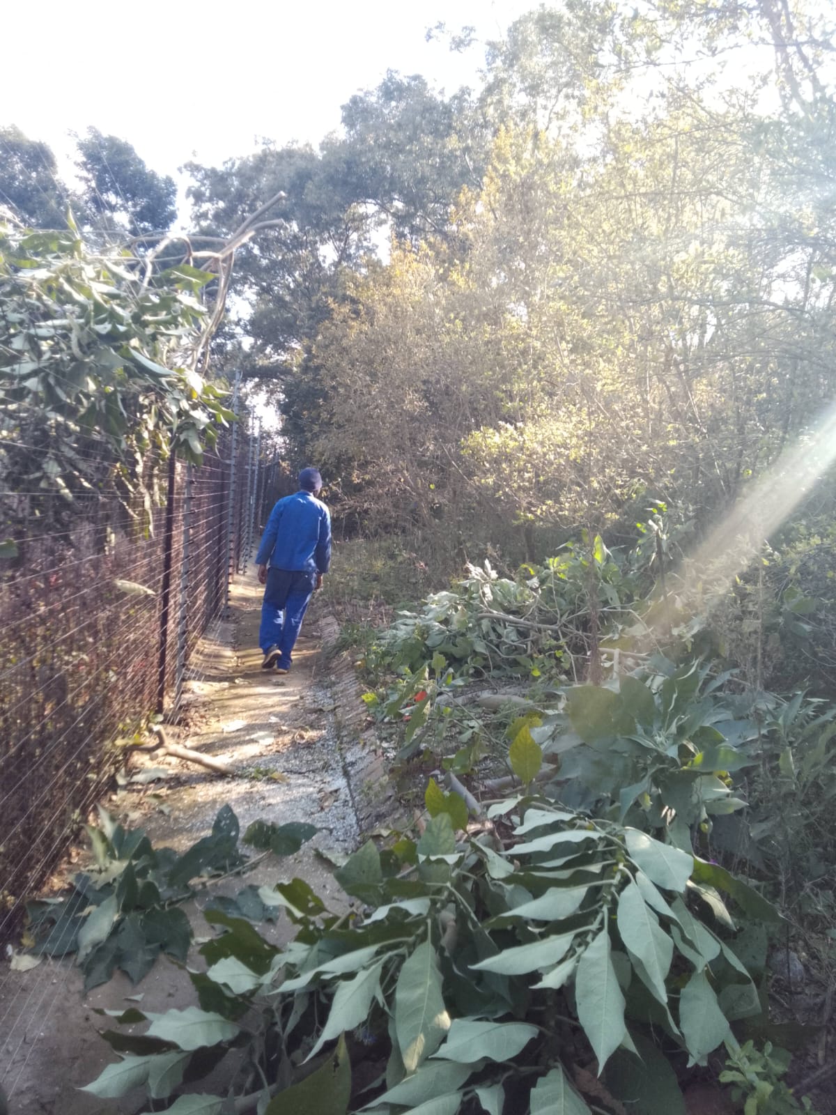 Emergency call-out for a fallen tree in Sunninghill