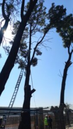 Felling a tall pine tree in Kempton Park