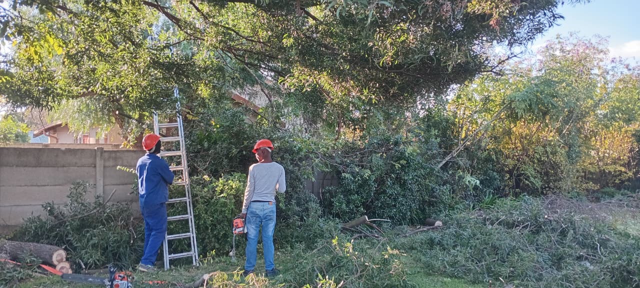 Affordable tree felling in Terenure