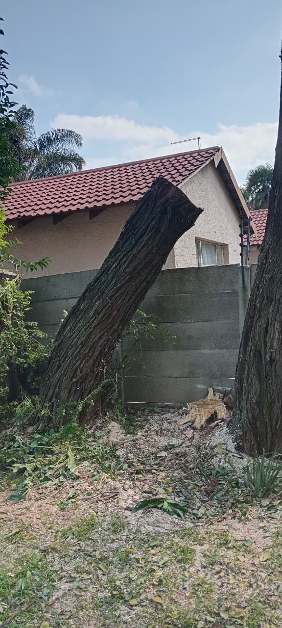 Emergency take-down of a leaning tree in Terenure