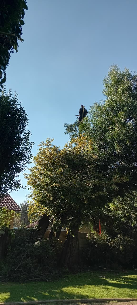 Topping a tree from height in Terenure
