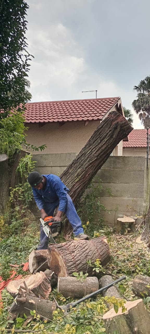 Tree causing wall damage before removal in Terenure