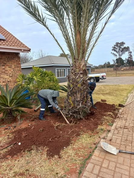 New palm tree planting and transplanting