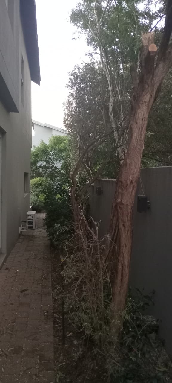 Clearing trees along a boundary in Waterfall