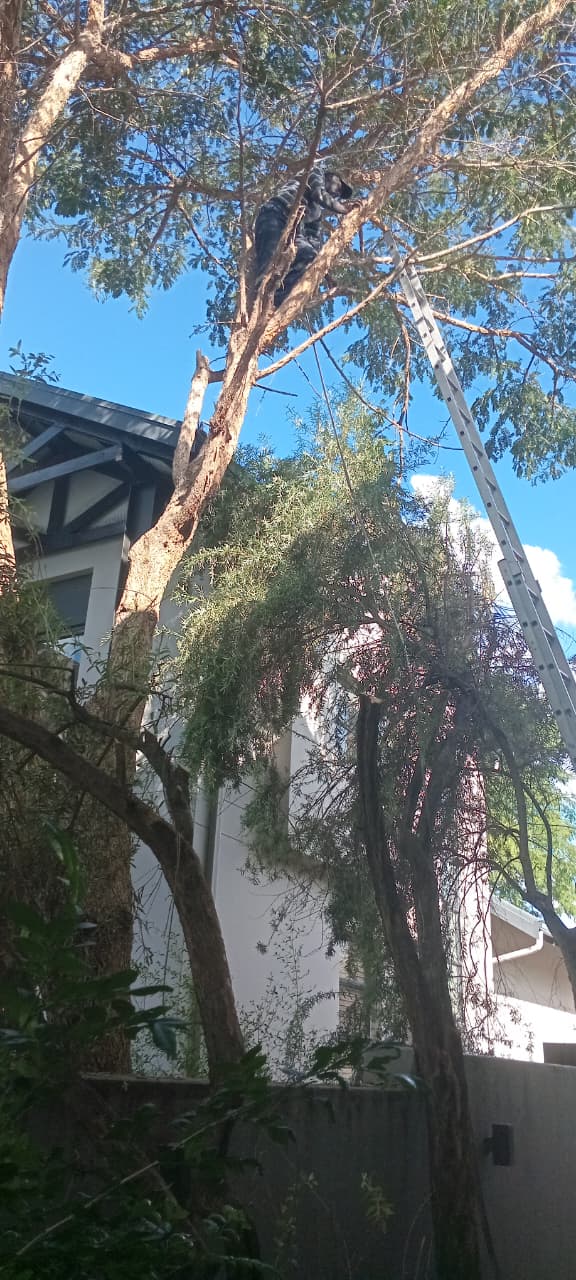 Climber sectional-felling a tree in Waterfall