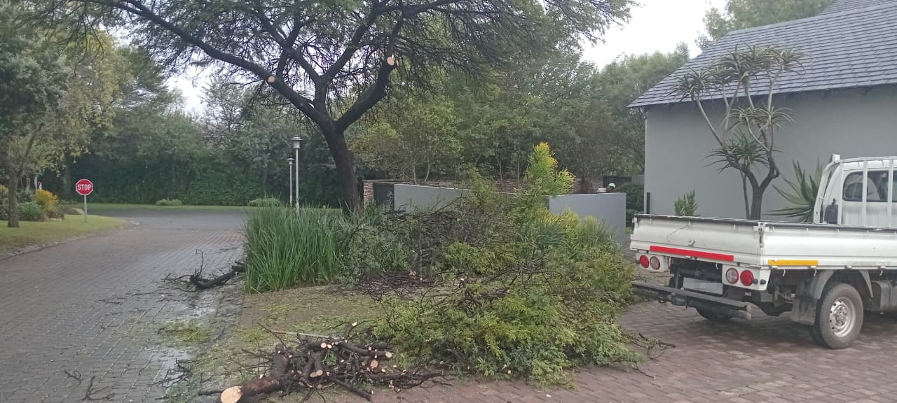 Crown pruning in Waterfall Estate
