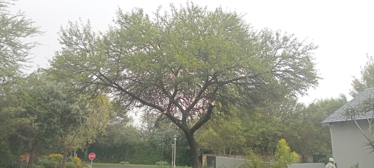 Shaped ornamental tree in Waterfall