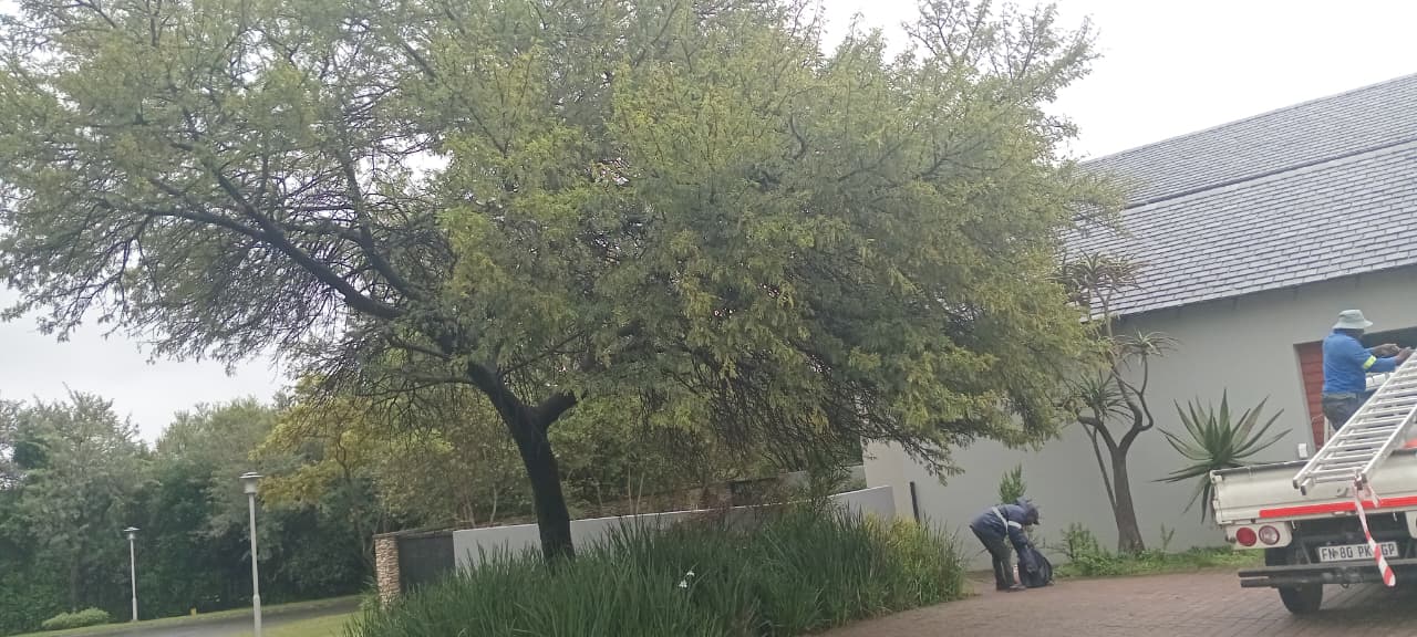 Overgrown tree before trim in Waterfall